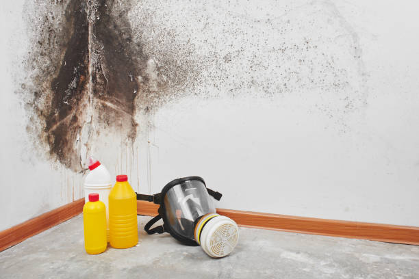 Best Toxic Mold Removal  in Sandy Hook, CT