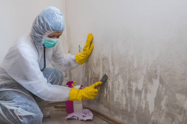  Sandy Hook, CT Mold Removal Pros