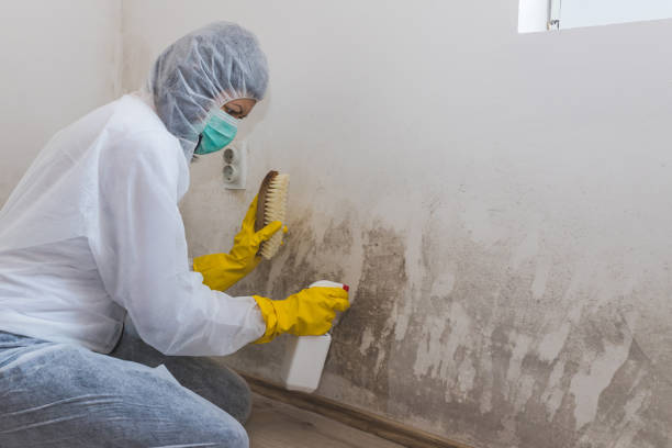 Best Mold Testing  in Sandy Hook, CT