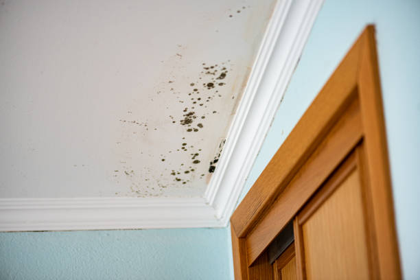 Best Mold Removal Company Near Me  in Sandy Hook, CT