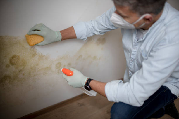 Best Emergency Mold Removal  in Sandy Hook, CT