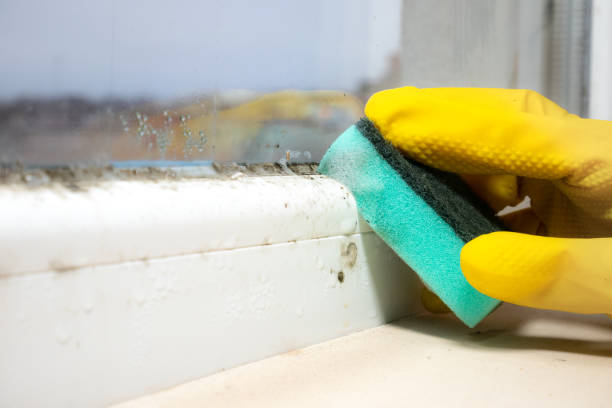 Best Certified Mold Removal  in Sandy Hook, CT