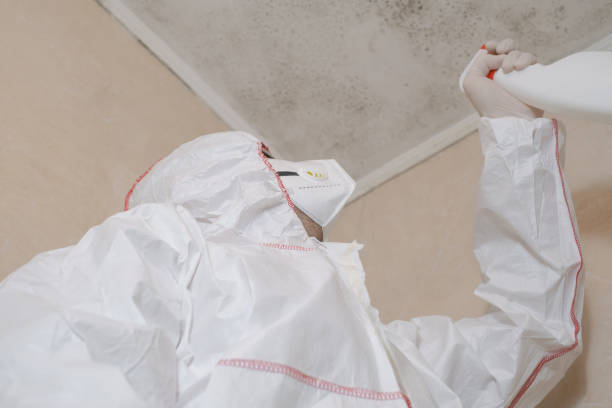 Best Black Mold Removal  in Sandy Hook, CT