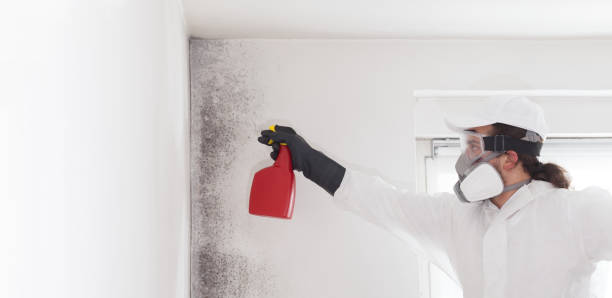 Best Same-Day Mold Removal  in Sandy Hook, CT