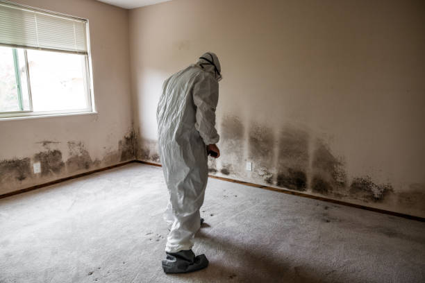 Trusted Sandy Hook, CT Mold Removal Experts