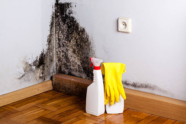 Office Mold Removal Services in Sandy Hook, CT