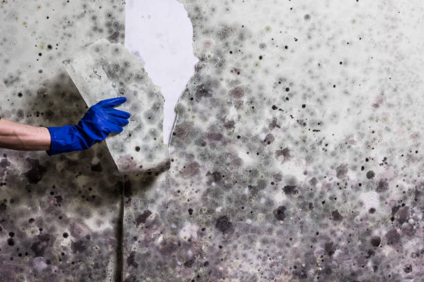 Certified Mold Removal in Sandy Hook, CT