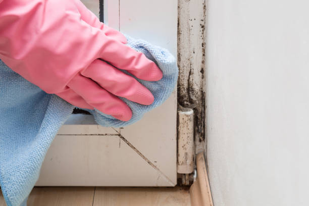  Sandy Hook, CT Mold Removal Pros