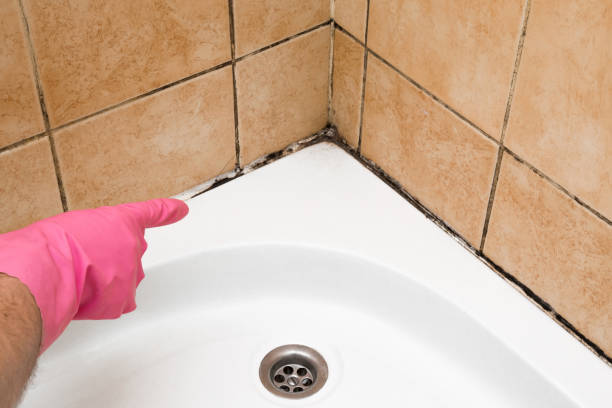 Best Mold Removal Near Me  in Sandy Hook, CT