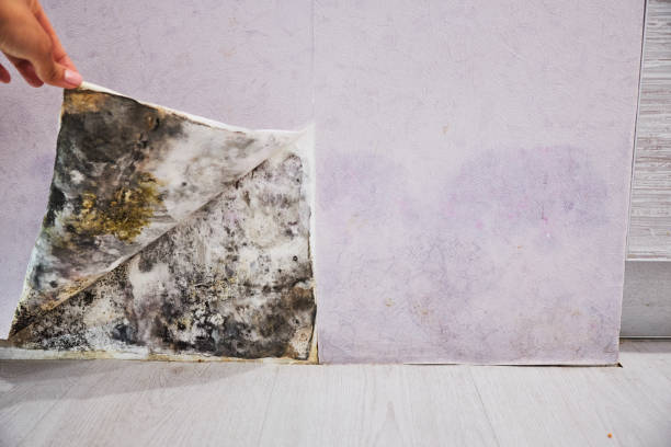 Best Professional Mold Removal  in Sandy Hook, CT